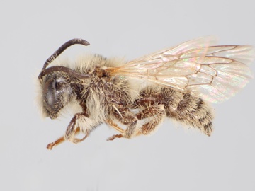 [Andrena costilensis male thumbnail]